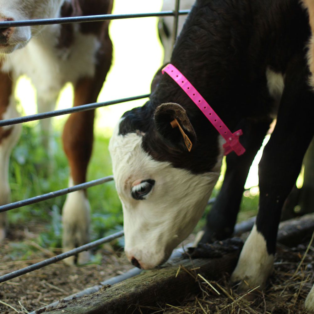 Shoof Neck Band Calf Pvc 60cm Pink 50pk