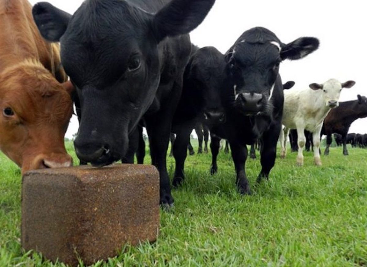 Animal Health