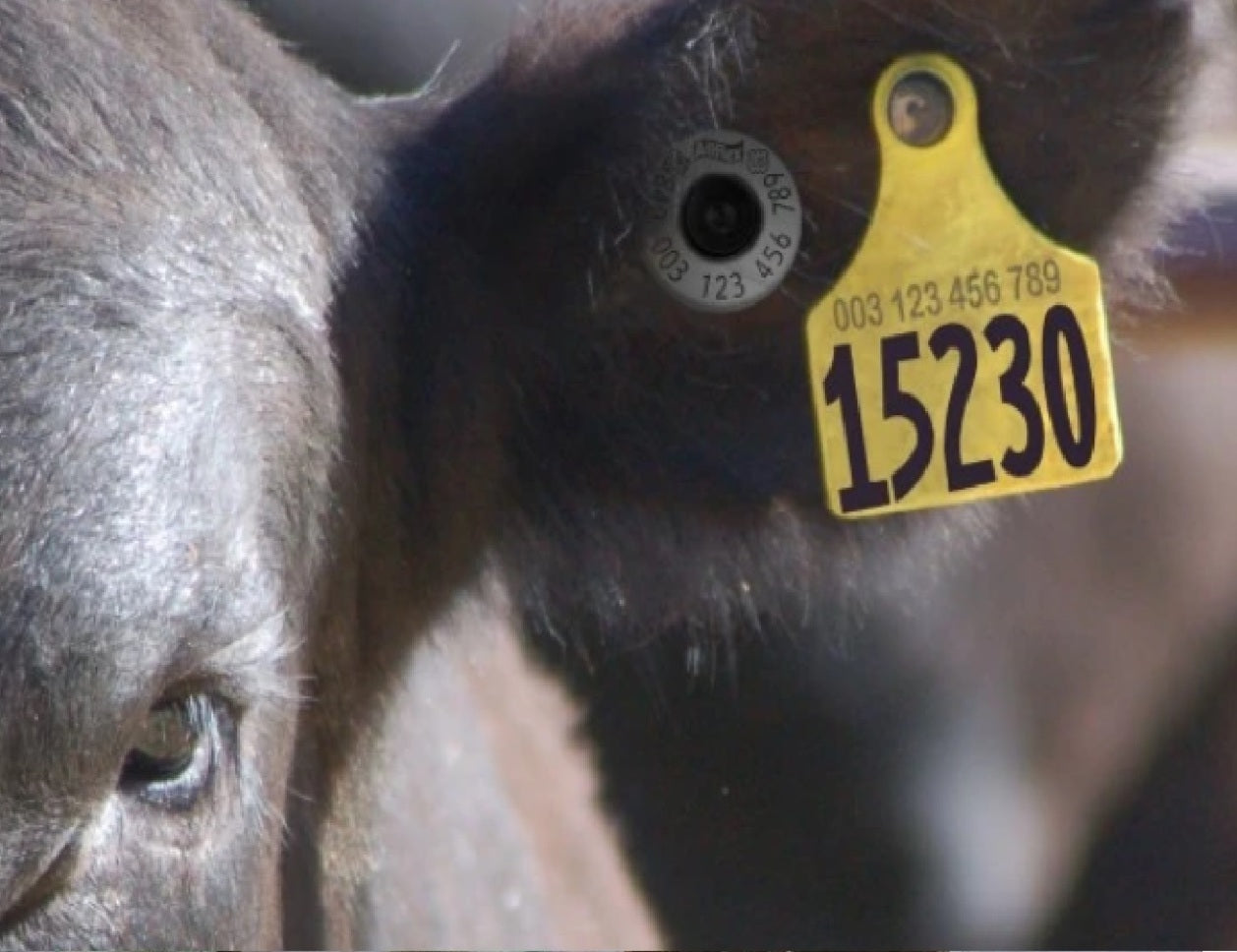 Tags & Identification