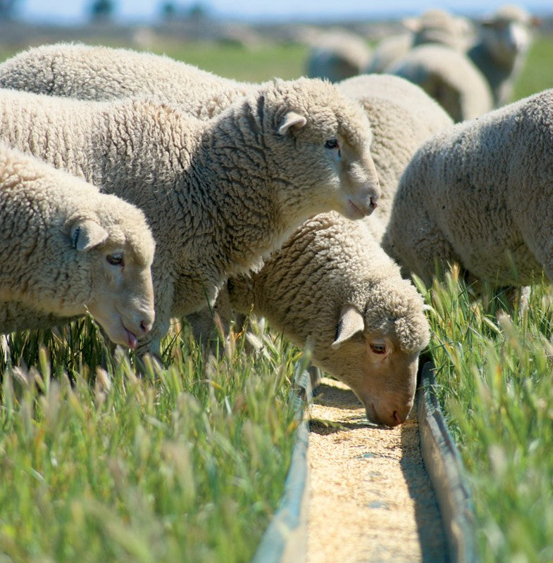 Livestock Accessories