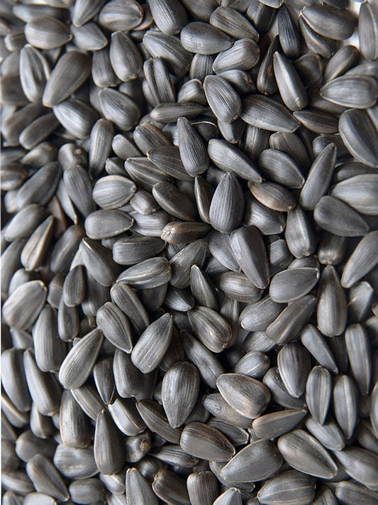 Avigrain Black Sunflower Seed 15kg