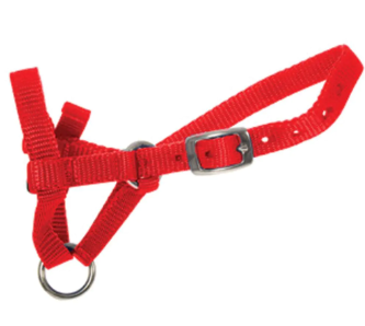 Shoof Alpaca Halter Medium Red