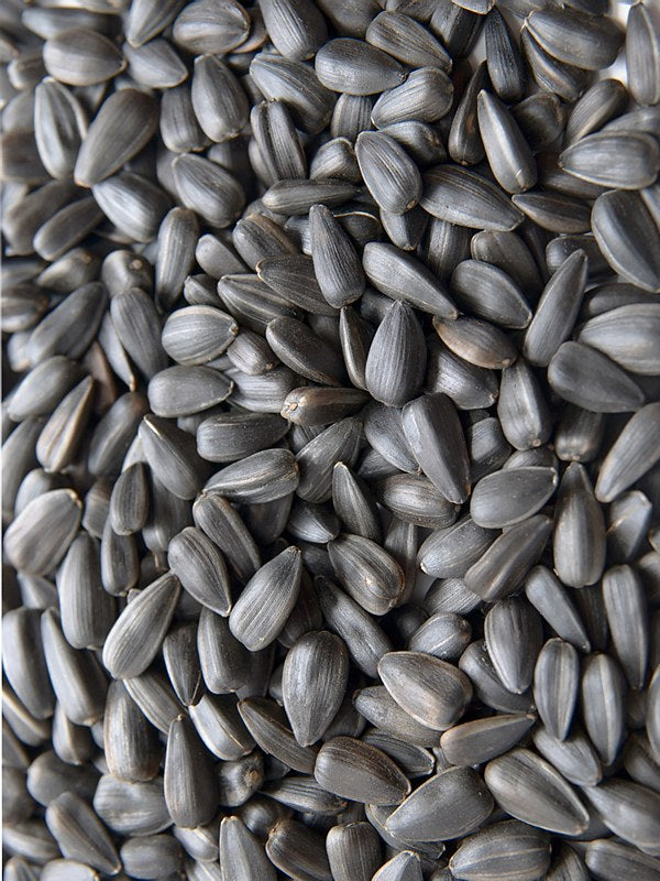 Avigrain Black Sunflower Seed 15kg