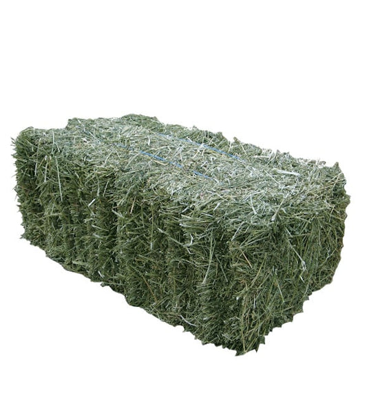 Hay Lucerne - Small Square Bale