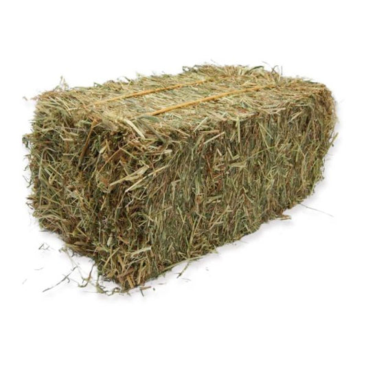 Hay Oaten - Small Square Bale
